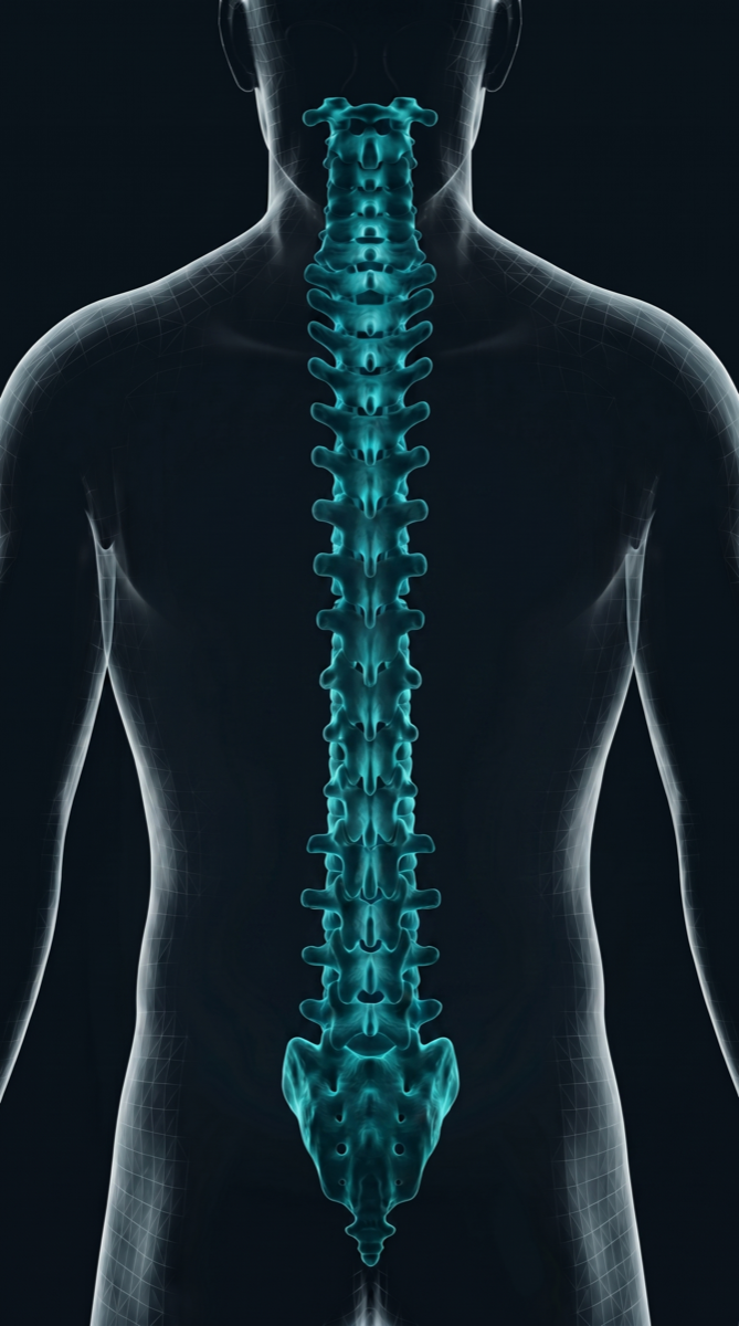 Anatomical spine illustration from Align.ai